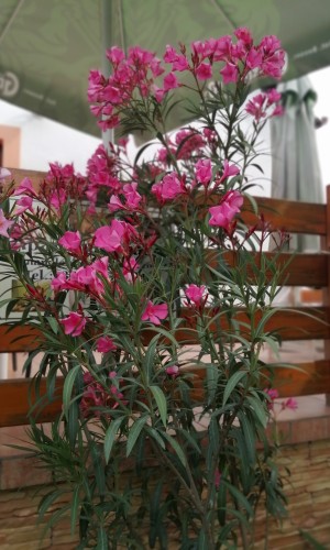 Lonci apartman